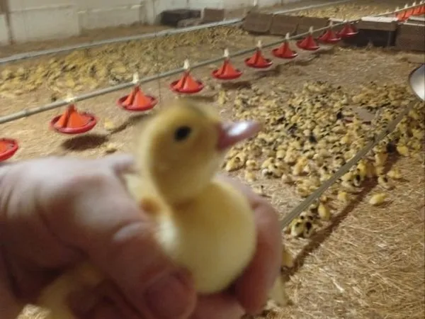 Exploitation agricole, élevage canards label