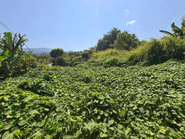 TAMPON 97430 - TERRAIN À BÂTIR - BELLE VUE - ENVIRONNEMENT CALME - BON POTENTIEL