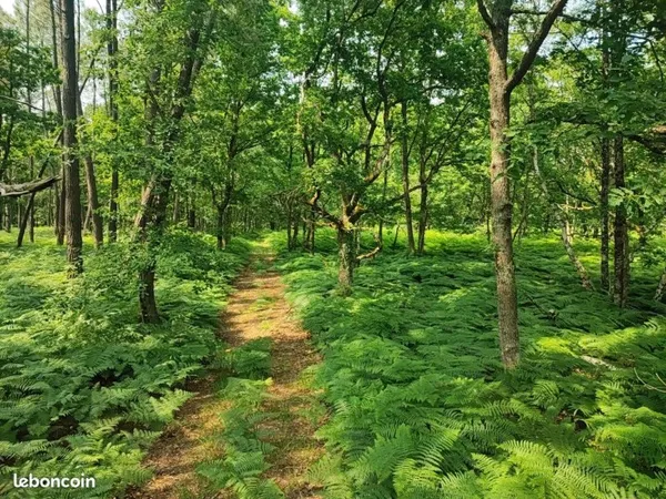 Terrain 100480 m² LOYE SUR ARNON