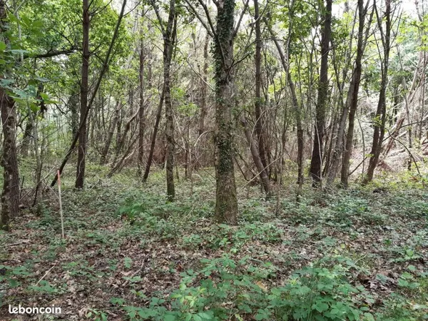 Terrain tuzan