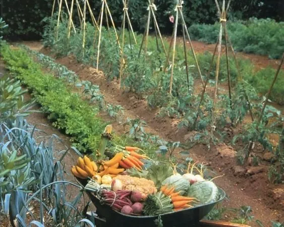 Jardin potager terrain de 100 à 200 M2