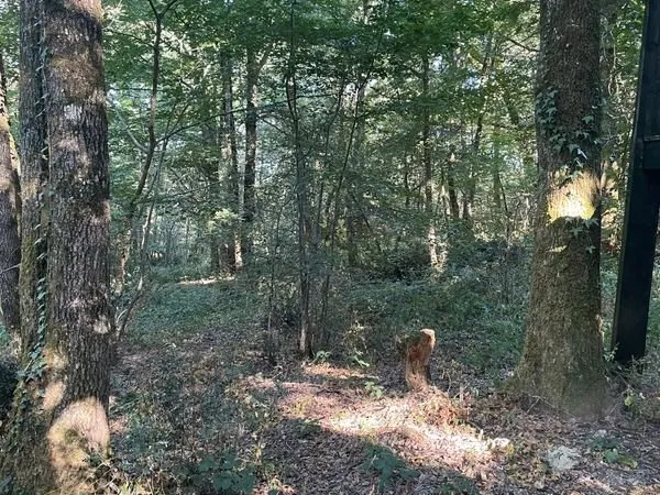 Forêt avec cabane à restaurer à vendre