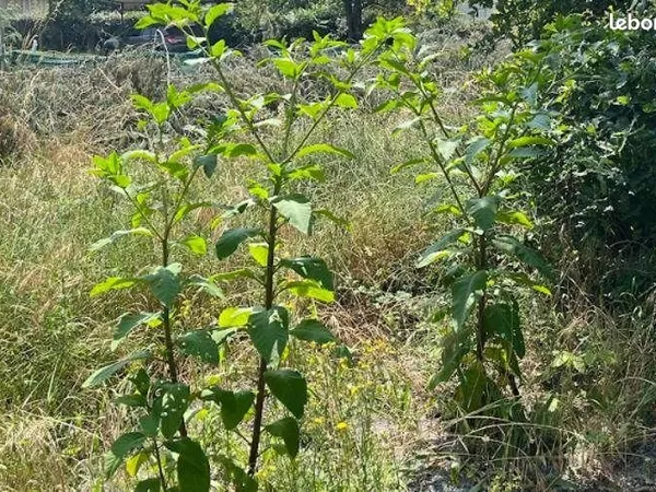Terrain 970 m² Le Teich