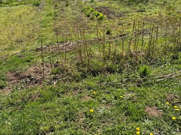 Terrain Jardin Potager