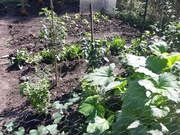 Jardin potager