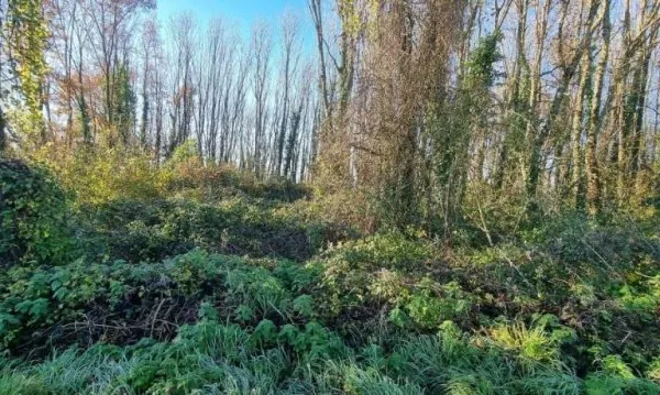 Terrain 2289 m²