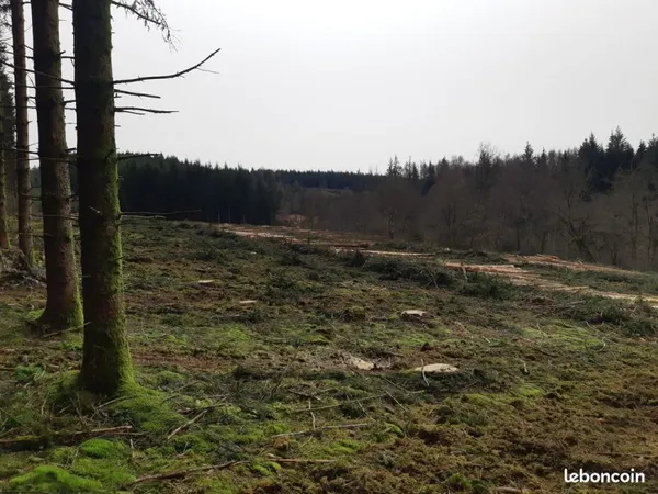 À vendre : Parcelle forestière 9,39 ha - replantée 50% en résineux (Tarnac, Corrèze)
