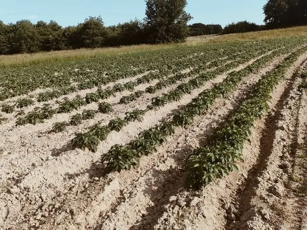 Location terre agricole bio