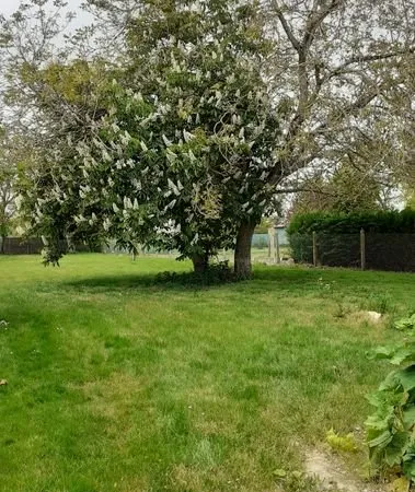 Terrain constructible avec arbres fruitiers