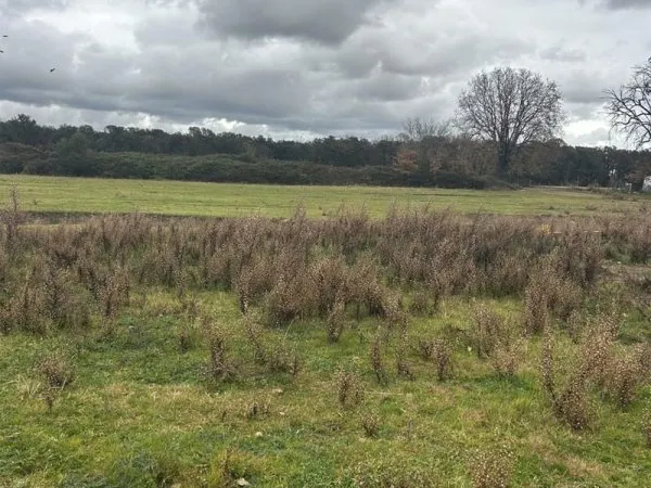 Terrains à vendre sur la commune de Prunelli di Fiumorbo
