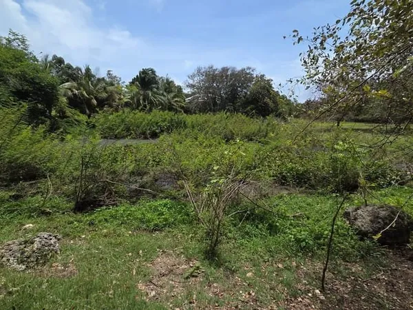Terrain 1231 m²