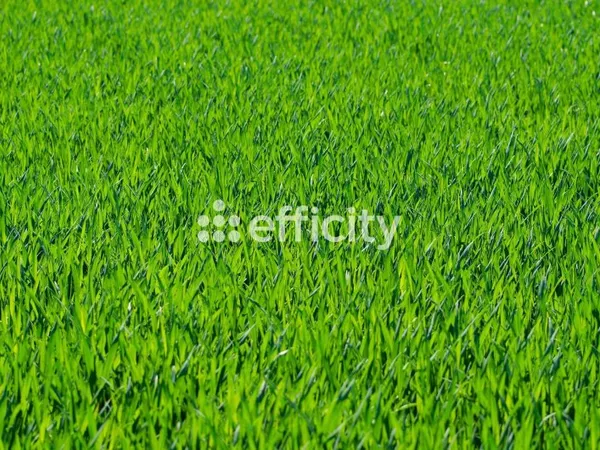 Terrain 479 m²