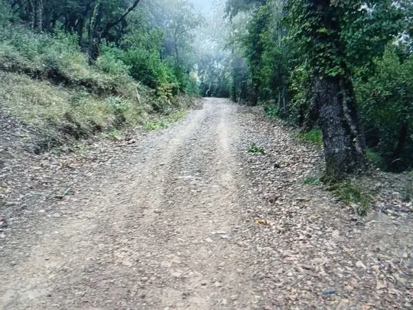 2ha de forêt à Pignans
