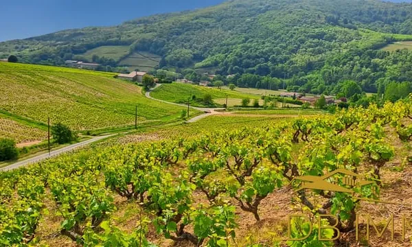 Vignes Aoc Juliénas Beaujolais (Cru Juliénas), libres d'exploitation, pour un total de 5,63 ha