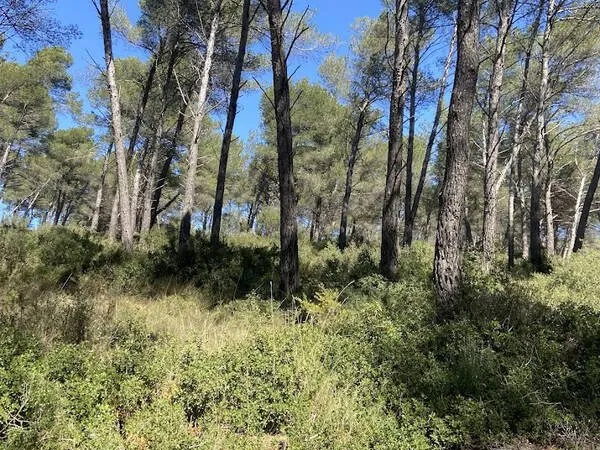 Maison T5 112m2 à vendre en forêt communale à Cabriès (13480) Cadre idéal, calme absolu, nombreuses 