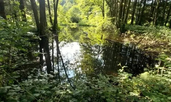 Rare à la vente secteur mille étangs ! Etang avec terrain et cabanon