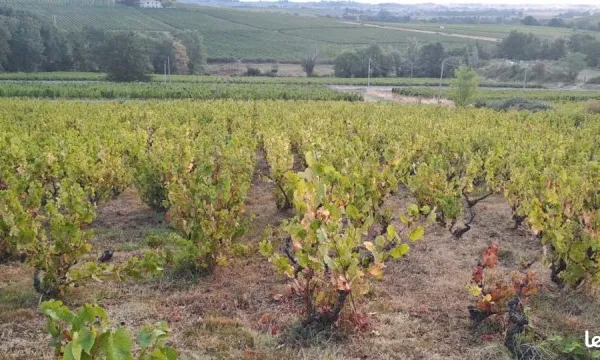 Vignes sur Odenas en Brouilly