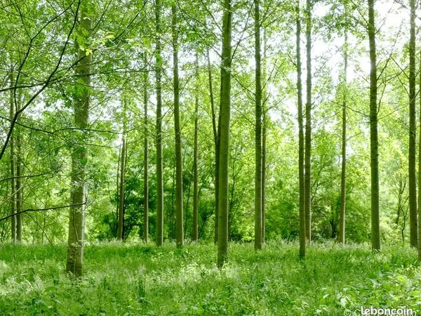 Forêt 4 519 m² Genissac
