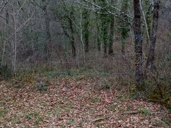 Terrain boisé
