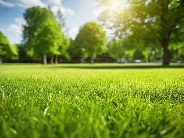 Terrain 1000 m²
