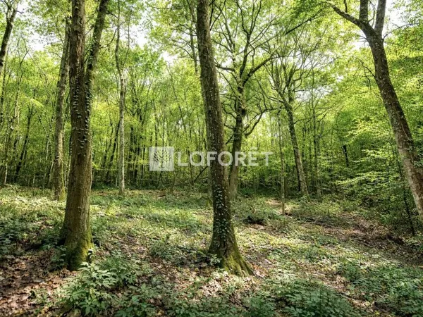 Terrain 3270 m²