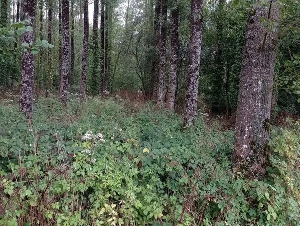 Terrain boisé 5880m² avec une plantation de peupliers en bord de ruisseau, bois, loisirs
