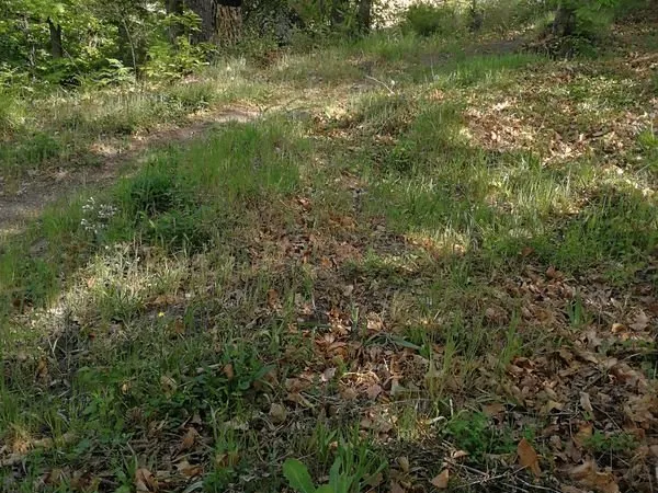 Terrain boisé 2342 m2 viabilisé