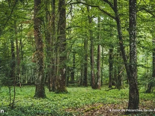 Terrain de loisir en pleine forêt