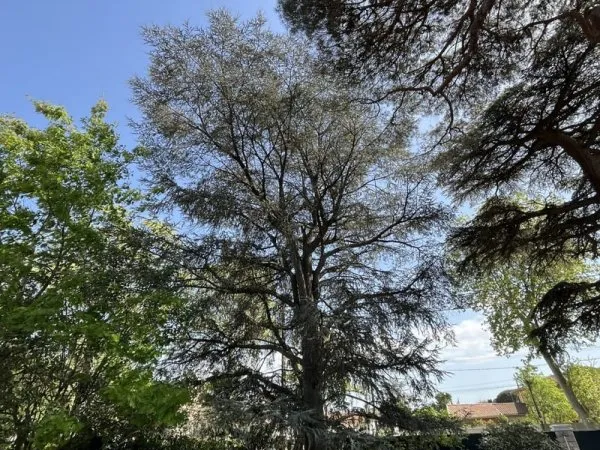 MAISON - 270 M2 SUR PARC