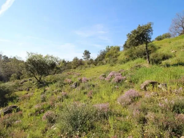 Terrain à bâtir 7309 m²