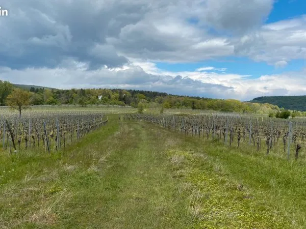 Terrain Vente Obernai  535m² 12000€
