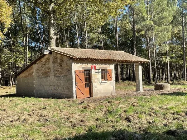 Bois de pins et de chênes