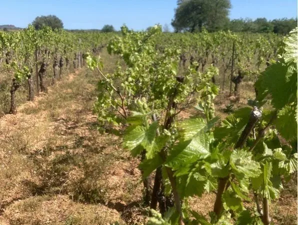 Vignes à vendre - 8905 m² - Montblanc (34290)
