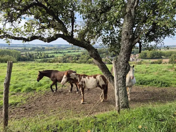Belle prairie à chevaux