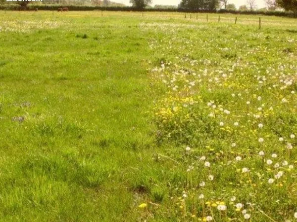 Terrain 11000 m2 dont 3000 constructibles