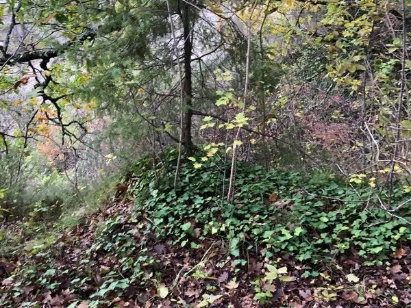 Terrain 4ha