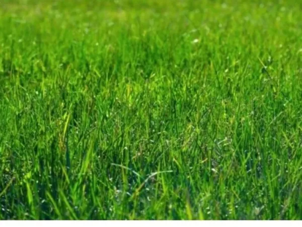 TERRAIN CONSTRUCTIBLE DE 1790M2