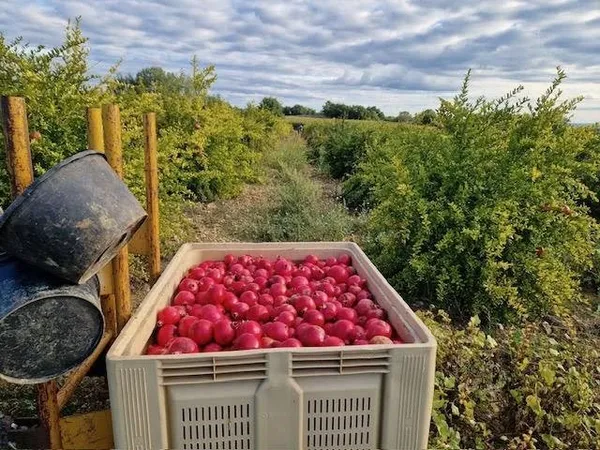 Bien agricole et foncier Vente Fons   58500€