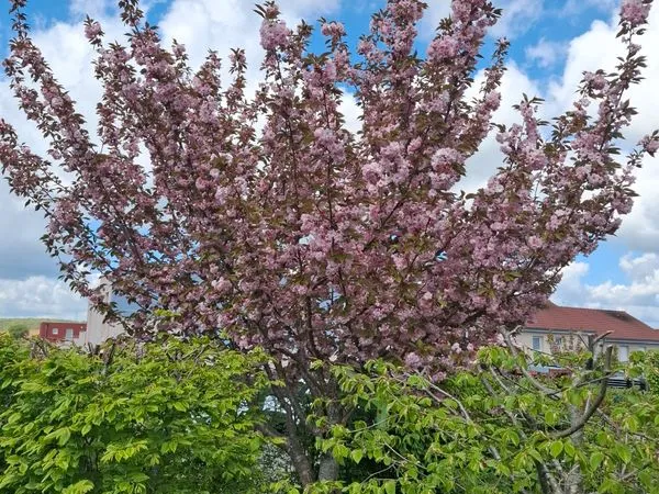 Appartement duplex jardin montbeliard