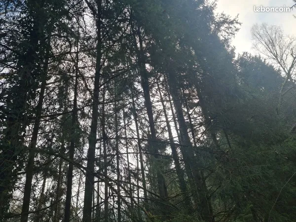 Terrain forestier
