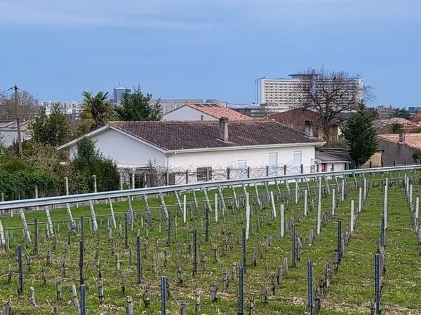 Le calme près des vignes