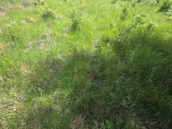 Terrain verger jardin
