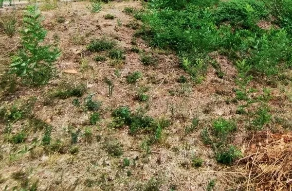 Terrain à vendre MONTPELLIER (34)