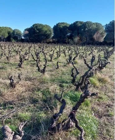 Vend terrain agricole