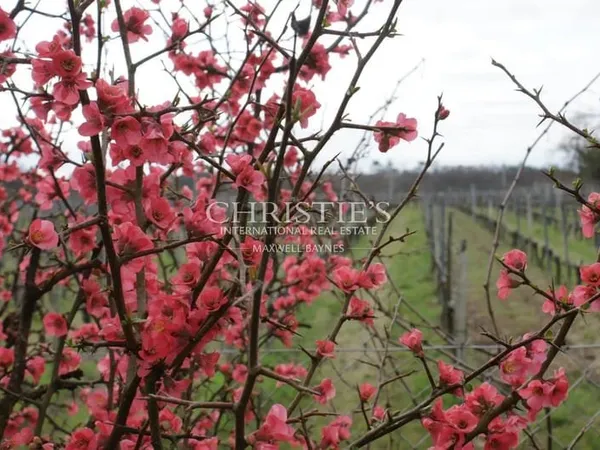 Vignoble familial en Aoc Côtes de Bourg