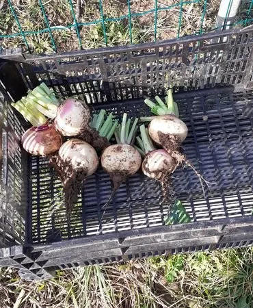 Potager à louer
