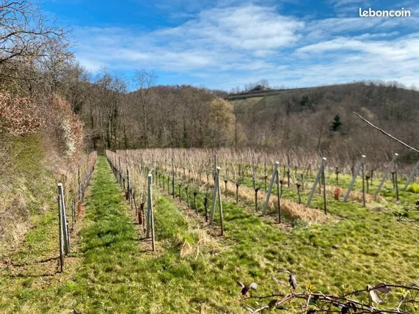 Vignes turckheim
