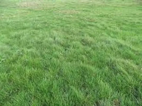 Terrain 453 m²