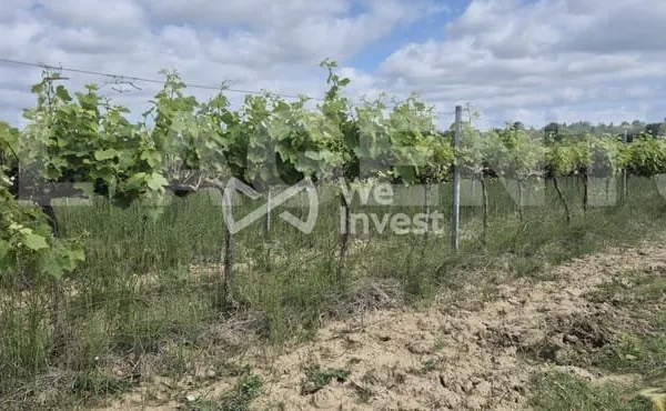 Bien agricole et foncier Vente Cambieure   239000€