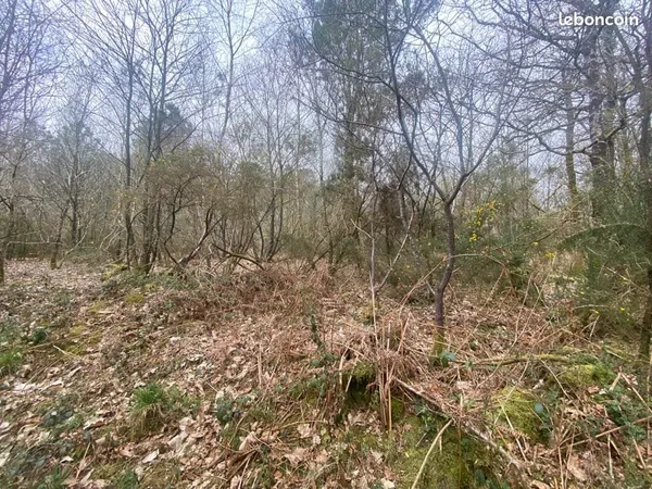 Terrain bois